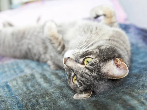 Chat Gris Repose Sur Canapé — Photo