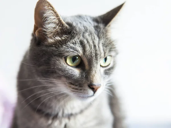 Gray Cat Lies Sofa — Stock Photo, Image
