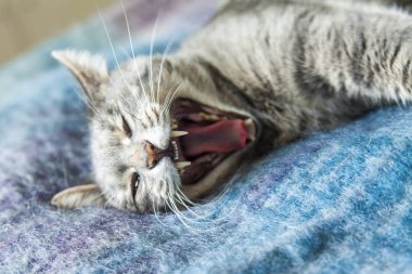 Gri kedi kanepede yatıyor