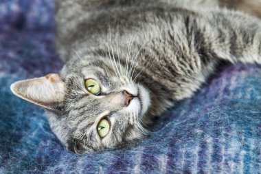 Gri kedi kanepede yatıyor