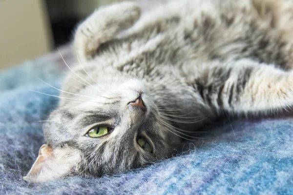 Gri kedi kanepede yatıyor