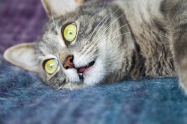 Gri kedi kanepede yatıyor