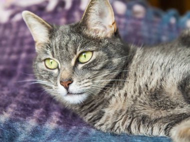 Gri kedi kanepede yatıyor