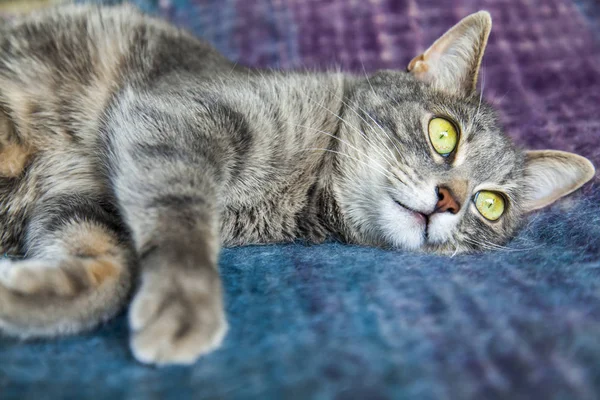 Gato Gris Yace Sofá — Foto de Stock