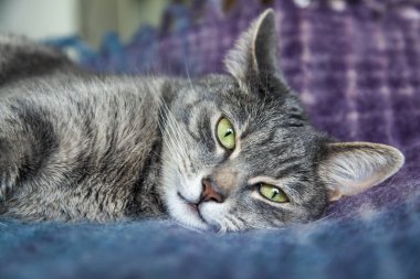 Gri kedi kanepede yatıyor