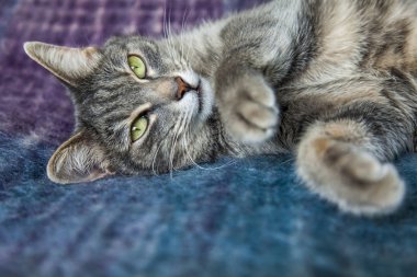 Gri kedi kanepede yatıyor