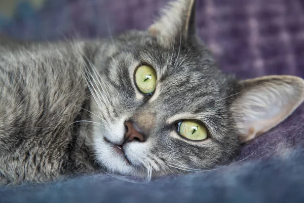 Chat Gris Repose Sur Canapé — Photo