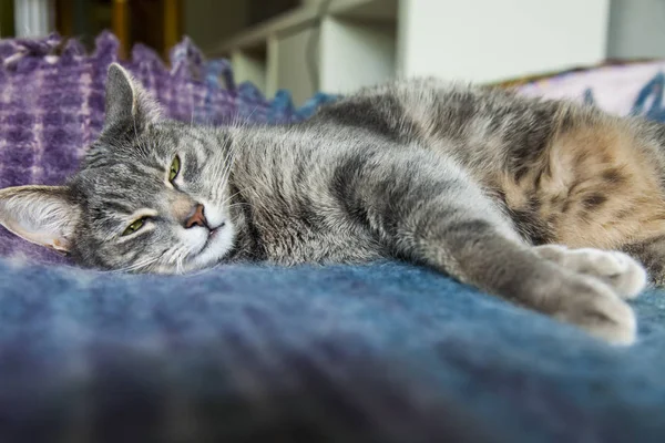 灰色の猫がソファの上にあります — ストック写真