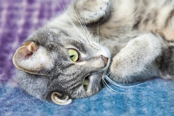 Gato Gris Yace Sofá — Foto de Stock