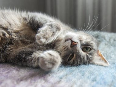 Gri kedi kanepede yatıyor