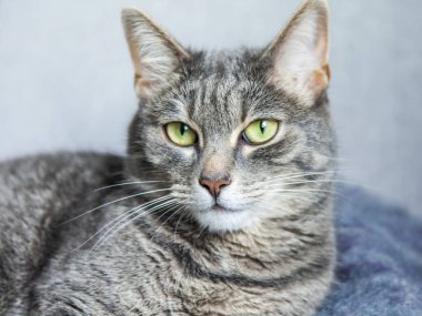 Gri kedi kanepede yatıyor