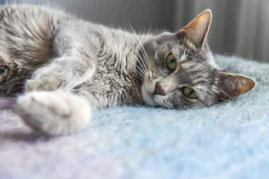 Gri kedi kanepede yatıyor