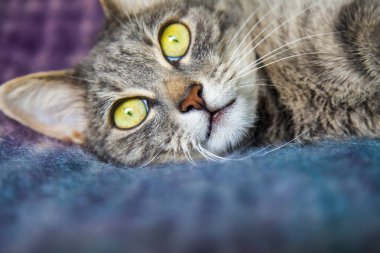 Gri kedi kanepede yatıyor