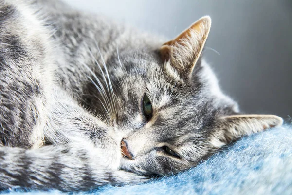 Gray Cat Lies Sofa — Stock Photo, Image