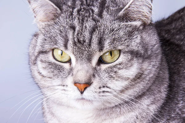 Beautiful Gray Cat Sofa Looks Herself — Stock Photo, Image