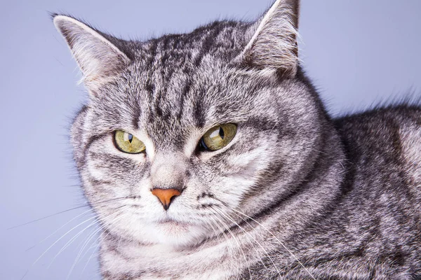 Den Vackra Grå Katten Soffan Ser — Stockfoto