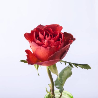 Çalılıkta güzel kırmızı gül