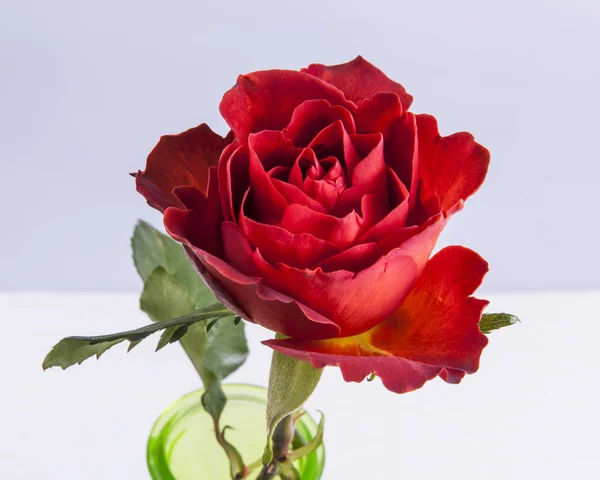 Schöne Rote Rose Auf Einem Busch — Stockfoto