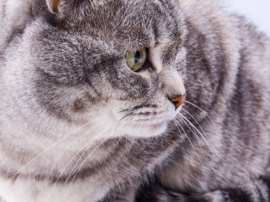 Gri kedi kanepede yatıyor