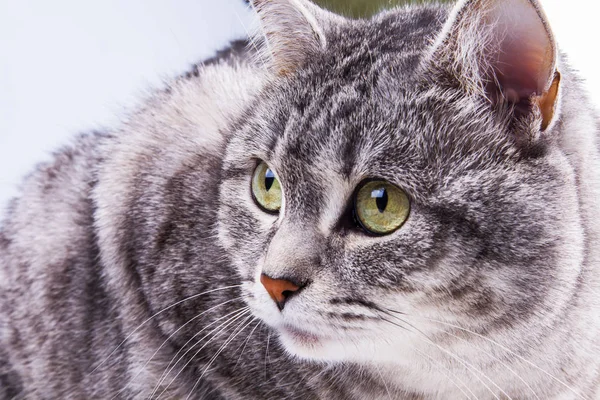 Grå Katt Ligger Soffa — Stockfoto