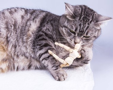 Güzel gri kedi sanatçılar için insan modeli ile çalış