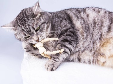 Güzel gri kedi sanatçılar için insan modeli ile çalış