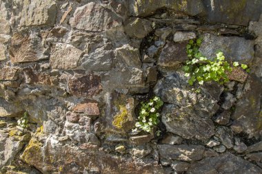 Genç ormanda baharda çimen