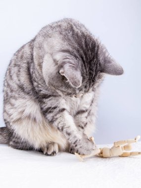 Güzel gri kedi sanatçılar için insan modeli ile çalış