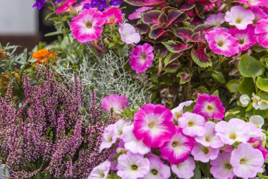 Kentsel bir ortamda çiçekler. 