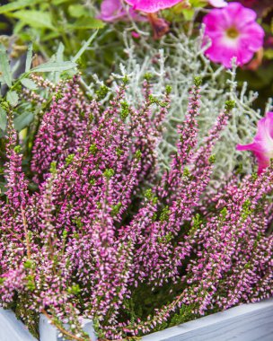 Kentsel bir ortamda çiçekler. 