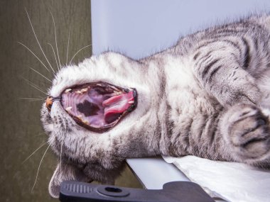 Güzel gri kedi boyalı tekir