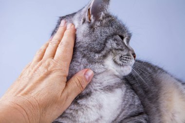 Güzel gri kedi boyalı tekir