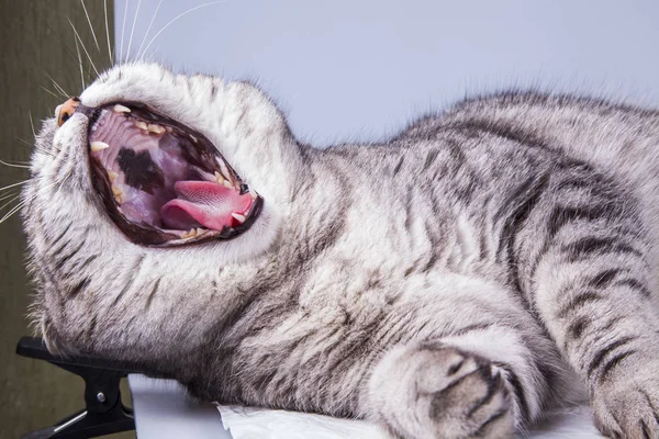 Schöne Graue Katzenfärbung Gestromt — Stockfoto