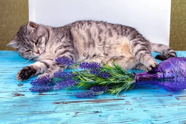 Gray cat looks at vintage glass bottles with lavender flowers