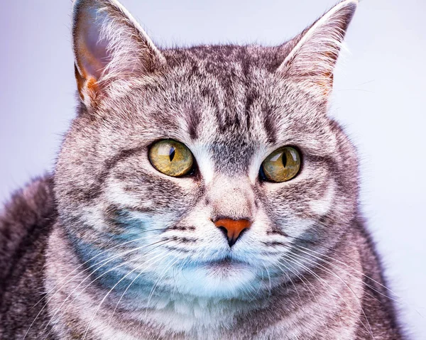 Gray Cat Looks Herself — Stock Photo, Image