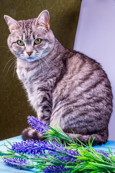 Gray cat looks at vintage glass bottles with lavender flowers