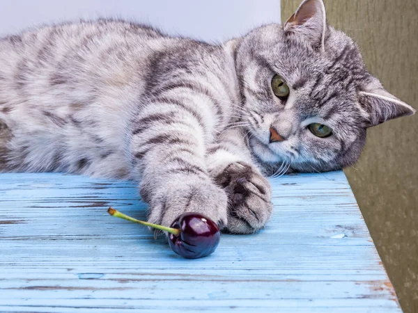 Gray cat plays with sweet cherry