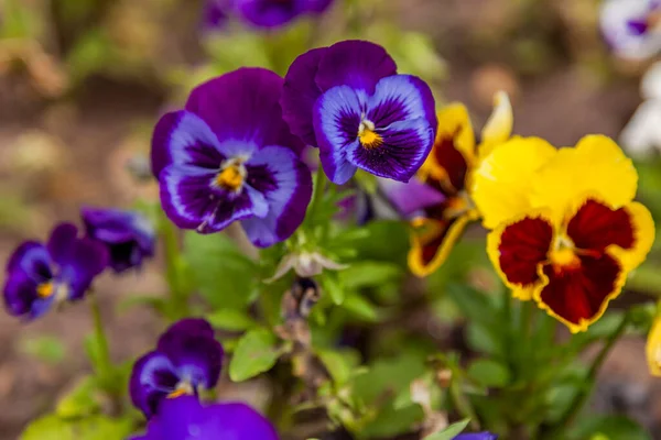 Zierpflanze Stiefmütterchen Violett Dreifarbig — Stockfoto