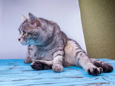 Gri kedi etrafına bakıyor.