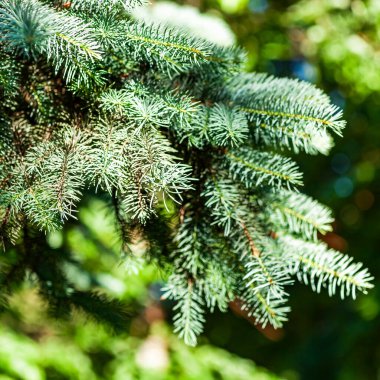 Dekoratif mavi bir köknar ağacının dalı