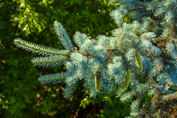 Dekoratív Kék Fenyőfa Ága — Stock Fotó