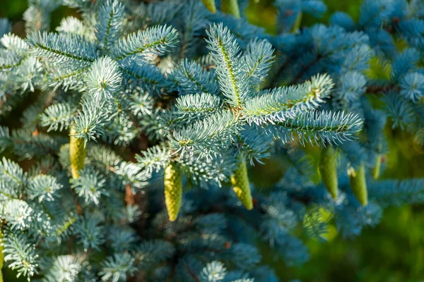 Branch Decorative Blue Fir Tree — Stock Photo, Image