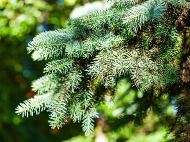 Dekoratif mavi bir köknar ağacının dalı