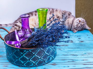 Kuru lavanta çiçekleri ve çok renkli cam vazolar eski metal bir sepetin içinde. Gri kedi yakınlarda yatıyor.