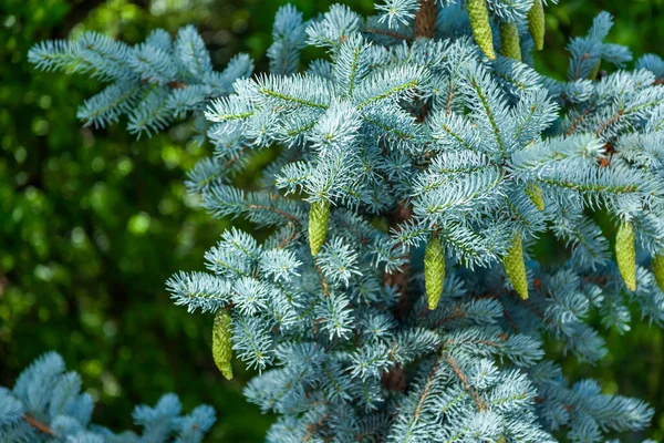 装飾的な青いモミの木の枝 — ストック写真