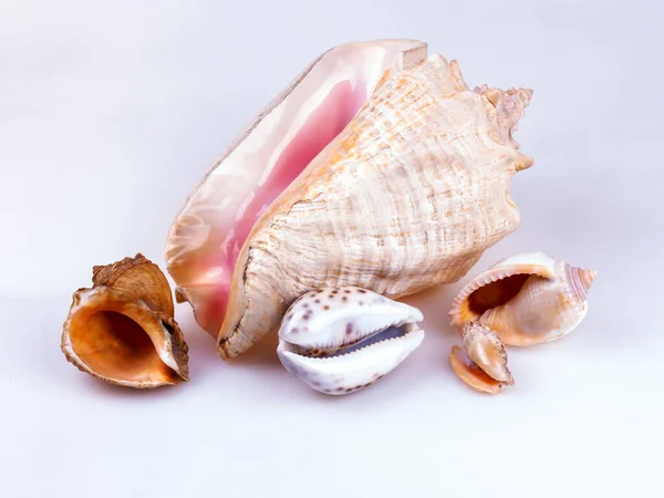 Variety Picturesque Seashells — Stock Photo, Image