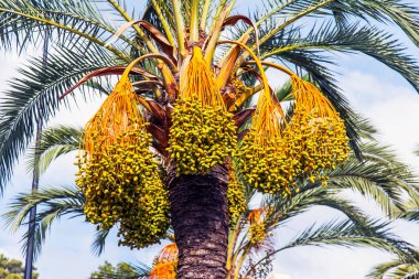 Şehrin bir gökyüzü arka planı sokak üzerinde bir güzel palmiye ağacı