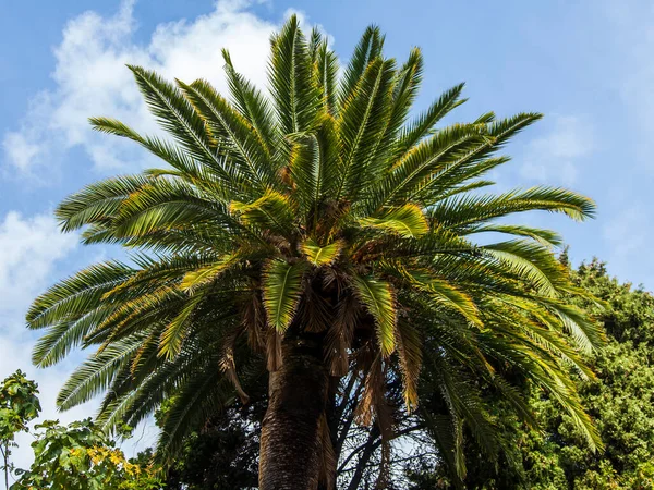 Una Hermosa Palmera Calle Ciudad Sobre Fondo Cielo — Foto de Stock