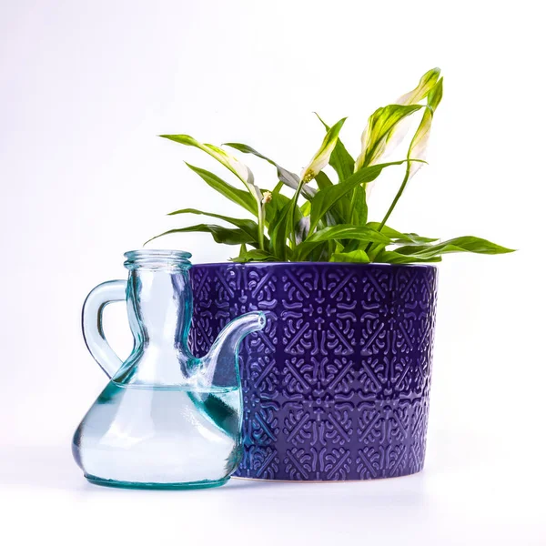 Spathiphyllum Vaso Fiori Ceramica Blu Annaffiatoio Vetro Trasparente — Foto Stock