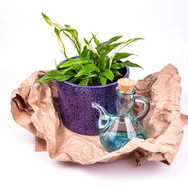 Spathiphyllum Blauem Keramik Blumentopf Und Transparenter Glas Gießkanne — Stockfoto